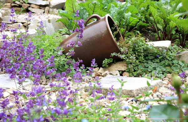 Couché en grès avec Glechoma hederacea et catnip sur le chemin de gravier . — Photo