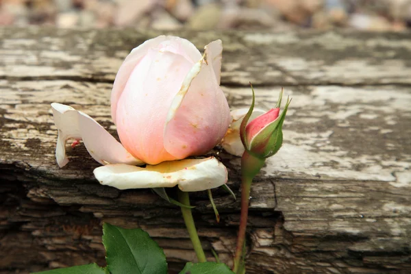 Pembe gül mirası — Stok fotoğraf