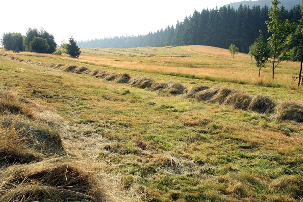 Meadow in Pasterka by sunrise — Stock Photo, Image