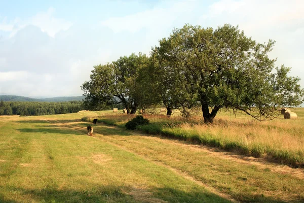 Sendero de montaña en el prado —  Fotos de Stock