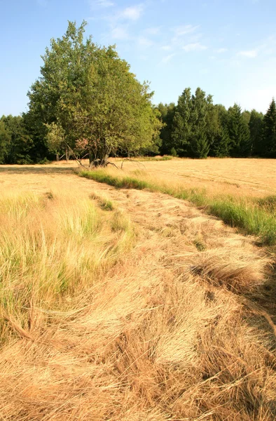 Mountain trail on meadow — Stock Photo, Image