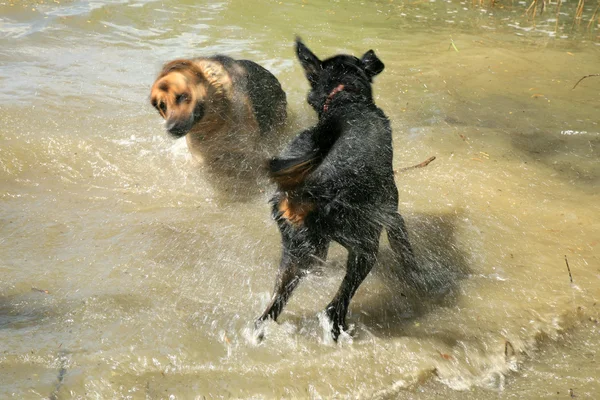 Deux chiens dans le lac — Photo