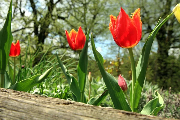 Tulipanes de loro rojo —  Fotos de Stock