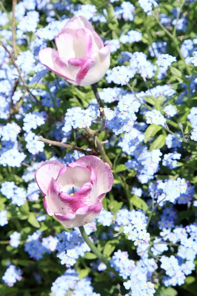Tulipány a modrých pomněnek — Stock fotografie