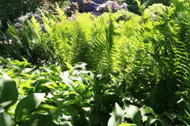 Eğrelti otları ve ana bilgisayar.