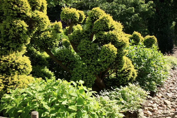 Evergreen plan in arboretum, publicpark — Stock Photo, Image