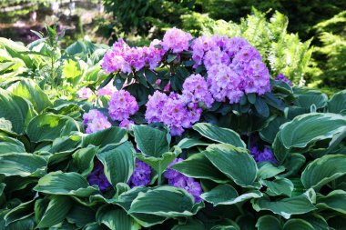 ormangülü ve hosta gölge köşesinde