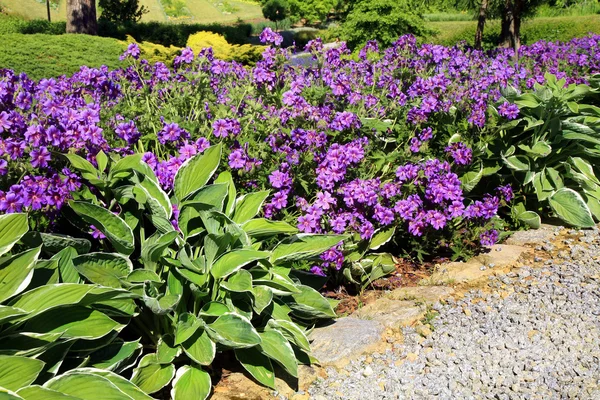 Sammansättning geranium och hosta — Stockfoto