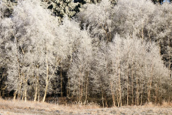 Birch tree twigs in hoarfrost and snow — Stock Photo, Image