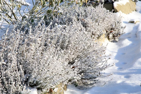 Tomilho de inverno no jardim — Fotografia de Stock