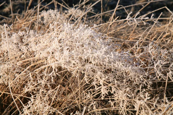 Fundo de inverno grama — Fotografia de Stock