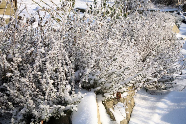 Winter tijm in tuin — Stockfoto