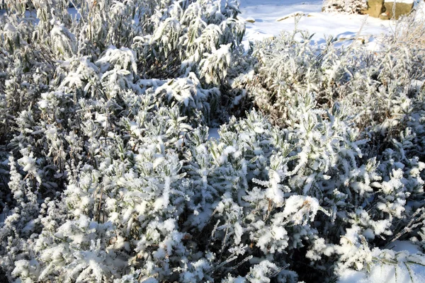 Vinter lavendel i trädgården — Stockfoto