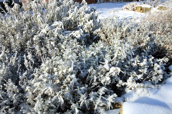 Зимняя лаванда в саду — стоковое фото