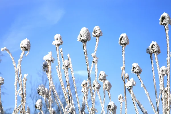 Echinacea no jardim de inverno — Fotografia de Stock