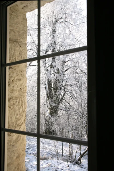 Vinter vy av snöiga tilia träd — Stockfoto