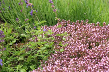 Adaçayı, lavanta ve yabani kekik