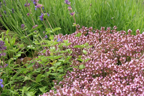 Salvia, lavanda e timo selvatico — Foto Stock