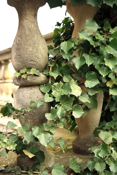 Hedera ivy in castle — Stock Photo, Image