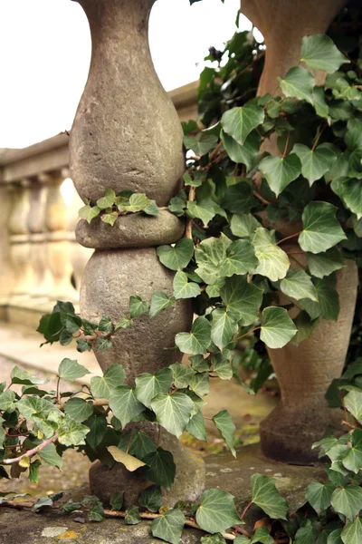 Hedera ivy climbing up the pillars — Stock Photo, Image