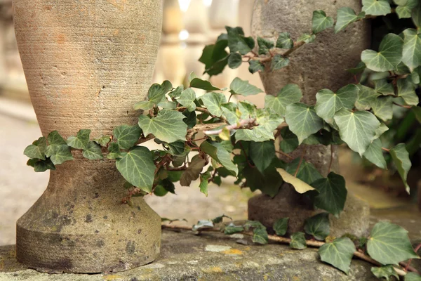 Hedera ivy climbing up the pillars — Stock Photo, Image