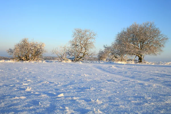 ポーランドのズデーテンの冬の牧草地 — ストック写真