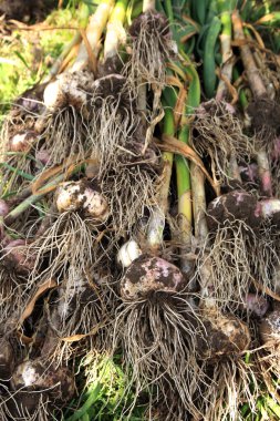 Eco sarımsak ampuller