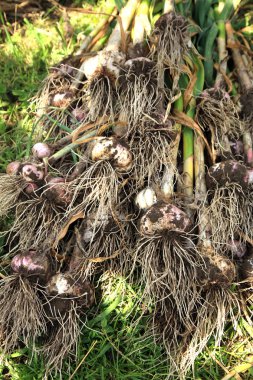 Eco sarımsak ampuller