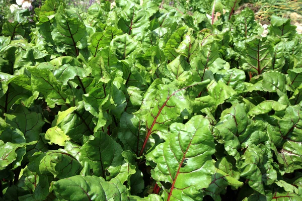 Remolachas jóvenes en cultivos intercalados vegetales . — Foto de Stock