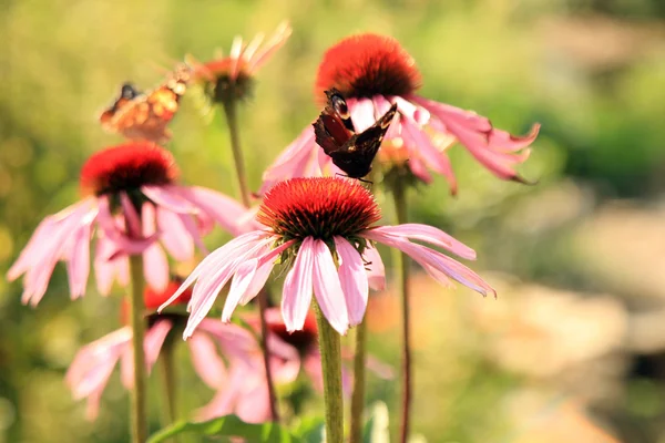 Echinacea with butterflies — Stock Photo, Image