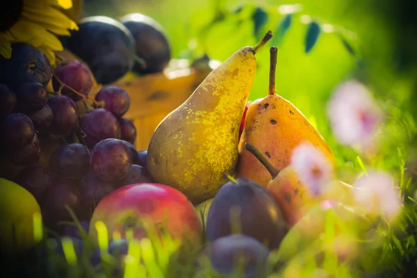 Herbst Obstgarten Früchte Pflanzen Gras Sonnenuntergang — Stockfoto