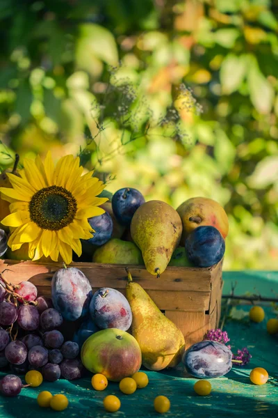 Jardín finales de verano frutas estacionales cesta luz puesta sol — Foto de Stock