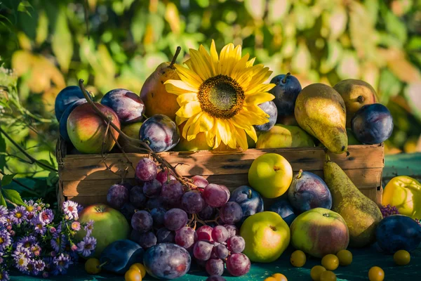 Hage, årstidens fruktkurv, lys, senkende sol – stockfoto