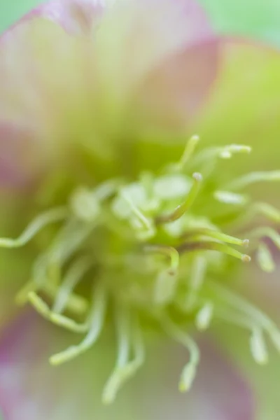 Μακροεντολή Closeup εσωτερικό άνοιξη λουλούδι — Φωτογραφία Αρχείου