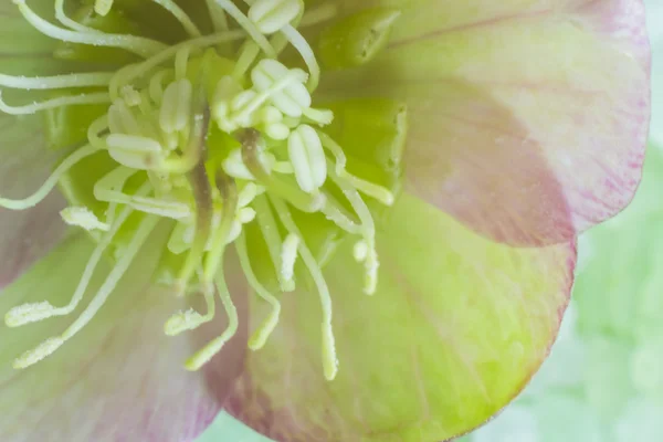 Макро Крупним планом інтер'єр весняна квітка — стокове фото