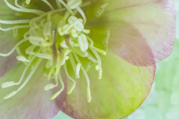 Macro Closeup interior spring flower — Stock Photo, Image