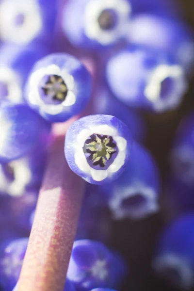 Μακροεντολή Closeup άνοιξη μπλε λουλούδια καμπάνες — Φωτογραφία Αρχείου