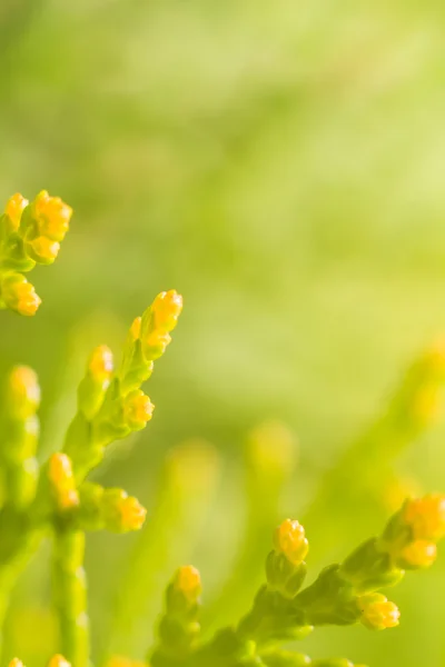 Macro Closeup primavera botões verdes folhas — Fotografia de Stock
