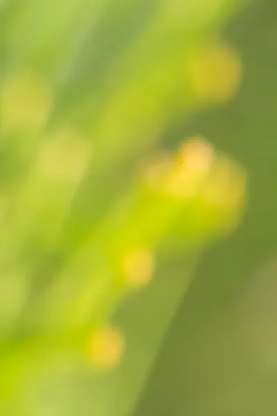 Μακροεντολή Closeup ανοιξιάτικου πράσινου μπουμπούκια φύλλα — Φωτογραφία Αρχείου