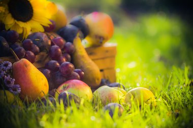 Bahçe sonbaharda hasat meyve çim günbatımı