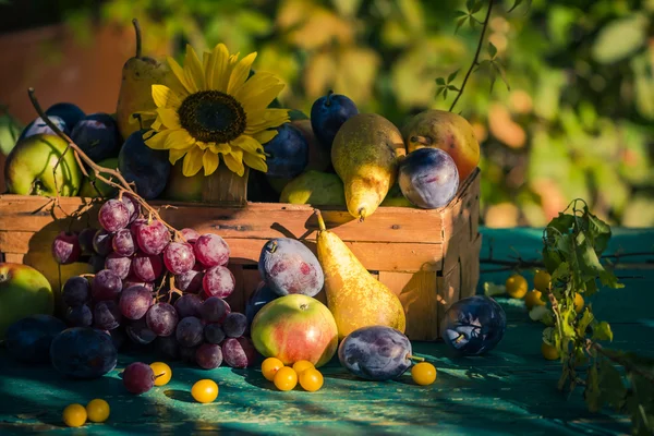 Giardino fine estate frutta di stagione cesto luce tramonto sole — Foto Stock