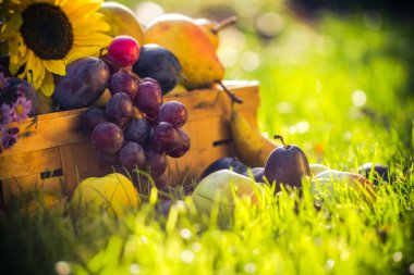 Bahçe sonbaharda hasat meyve çim günbatımı