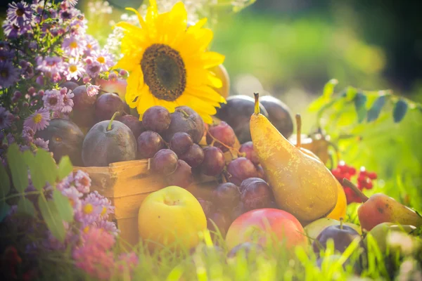 Sonbahar orchard meyve bitkileri günbatımı çimen