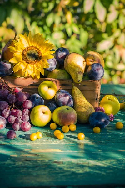Сад в конце лета сезонная корзина фруктов легкое заходящее солнце — стоковое фото