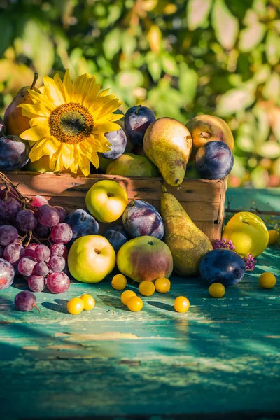 Jardim final do verão frutas sazonais cesta luz pôr do sol — Fotografia de Stock