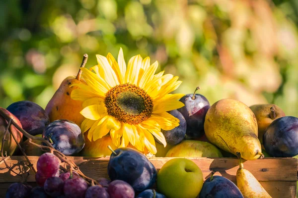 Jardín finales de verano frutas estacionales cesta luz puesta sol —  Fotos de Stock