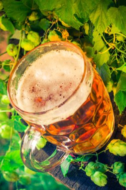 Bira bardağı altın bira ahşap gövde