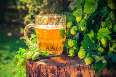 Bira bardağı altın bira ahşap gövde