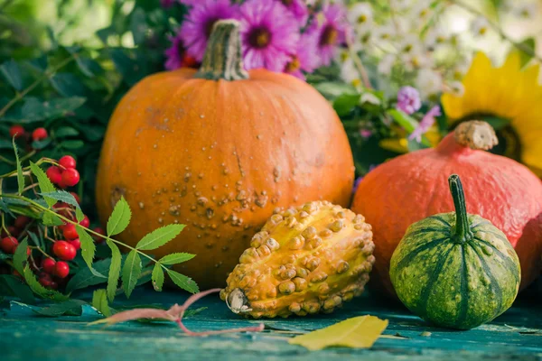 Herfst oogst tuin pompoen vruchten kleurrijke bloemen planten — Stockfoto