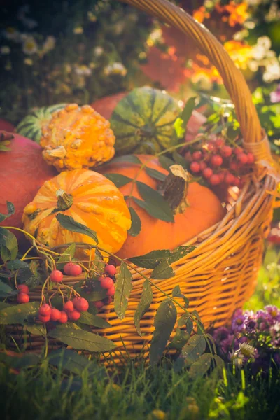 Korg hösten frukt färgglada pumpor astrar — Stockfoto